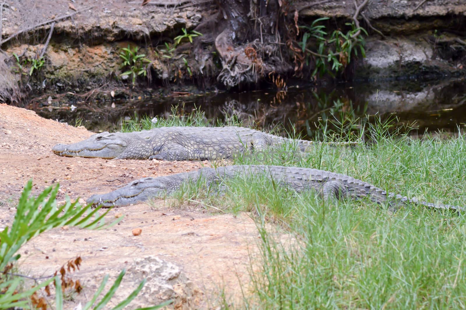 Two alligators stretch along the bank in a park in Mombasa, Kenya