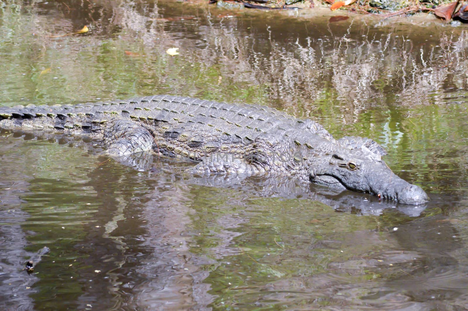 Crocodile eyes in a water body in Mombasa, Kenya