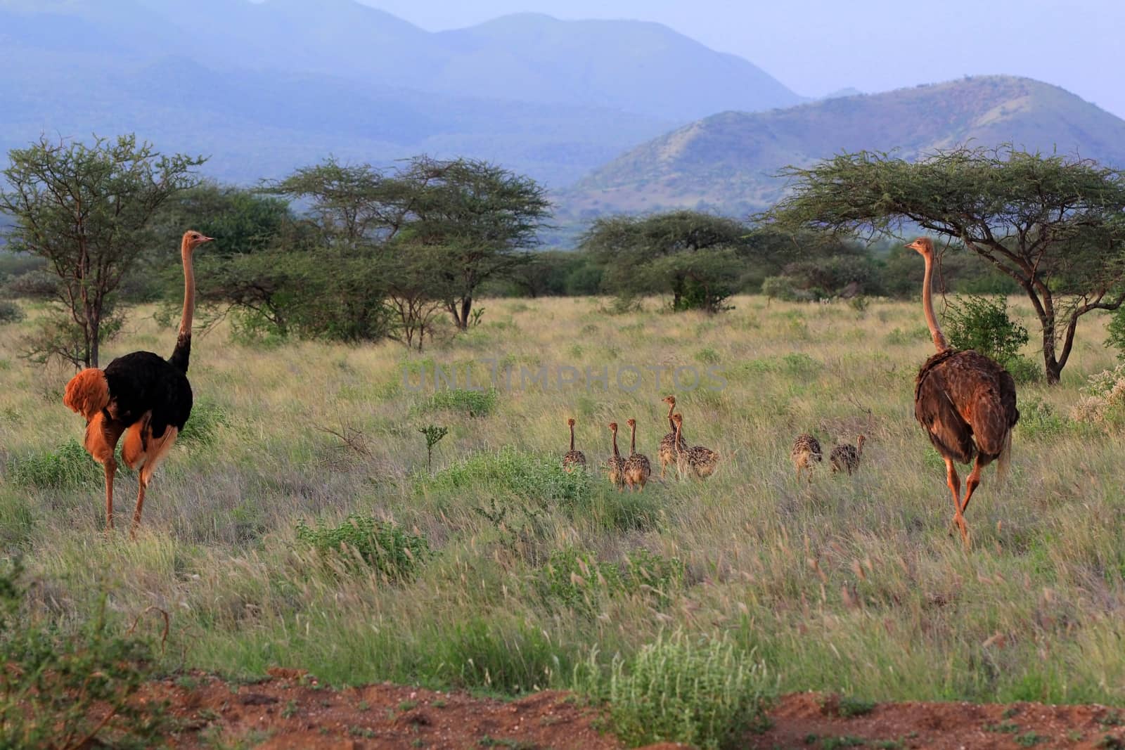 Ostrichs on savanna. Tsavo national park in Kenia