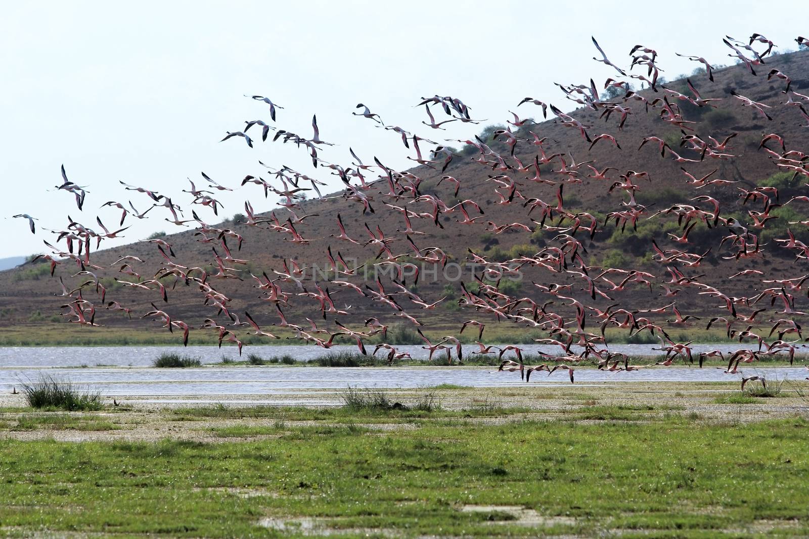 A large flock of flamingos in the Amboseli National Park. Kenya