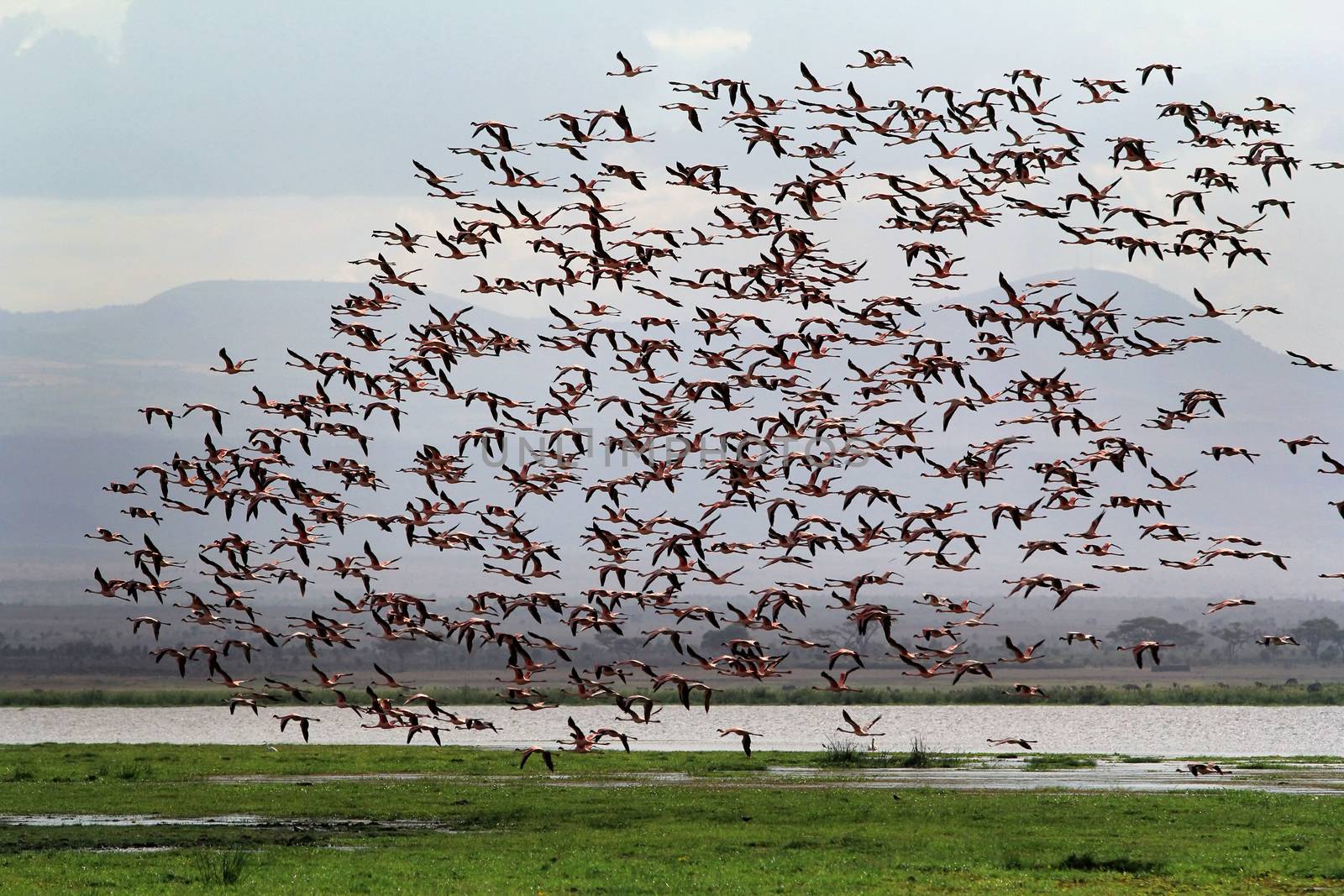 A large flock of flamingos in the Amboseli National Park. Kenya