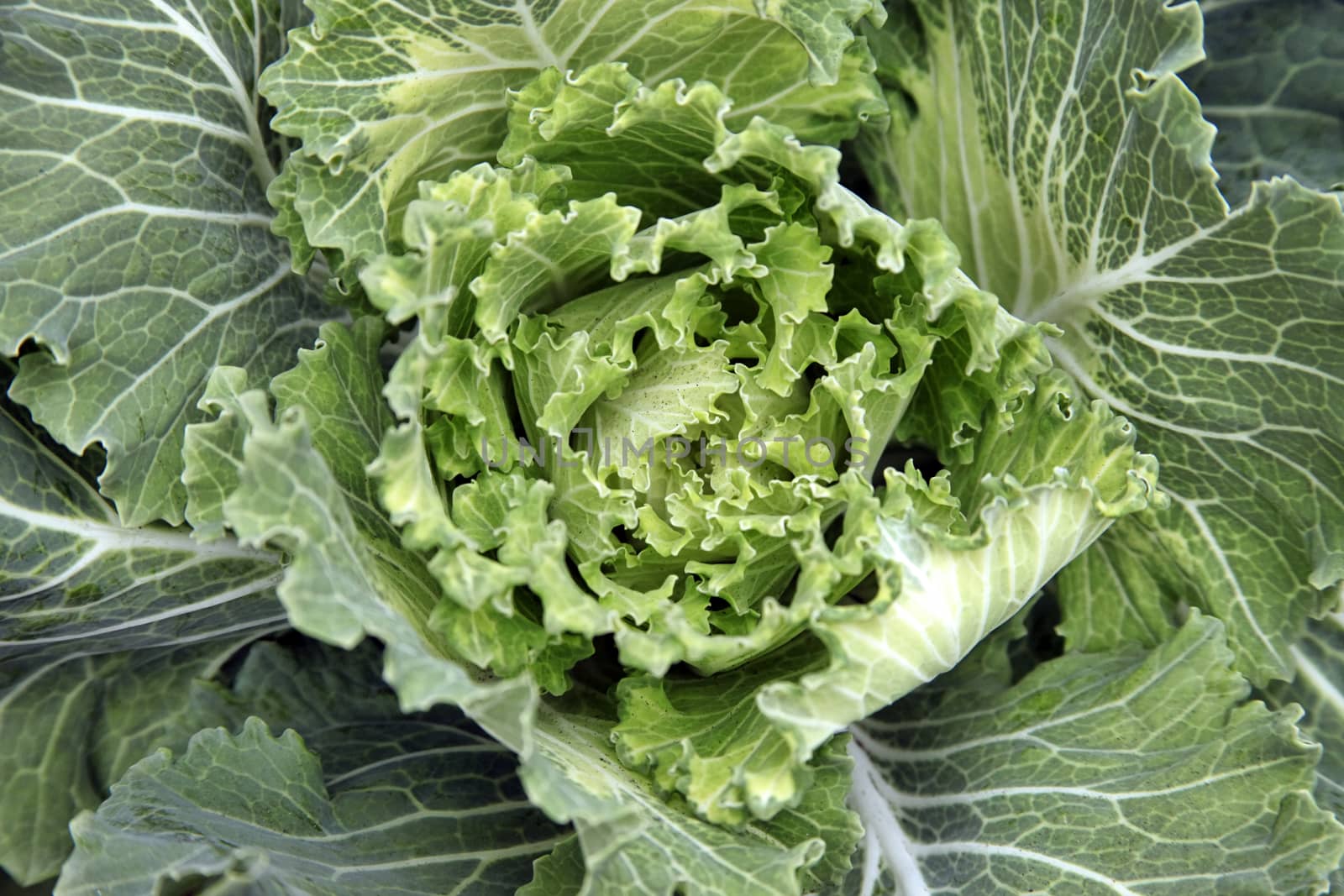 Fresh green Lettuce salad background