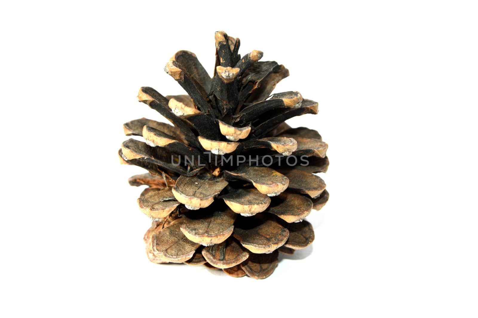 Pictures of pine cones by nhatipoglu