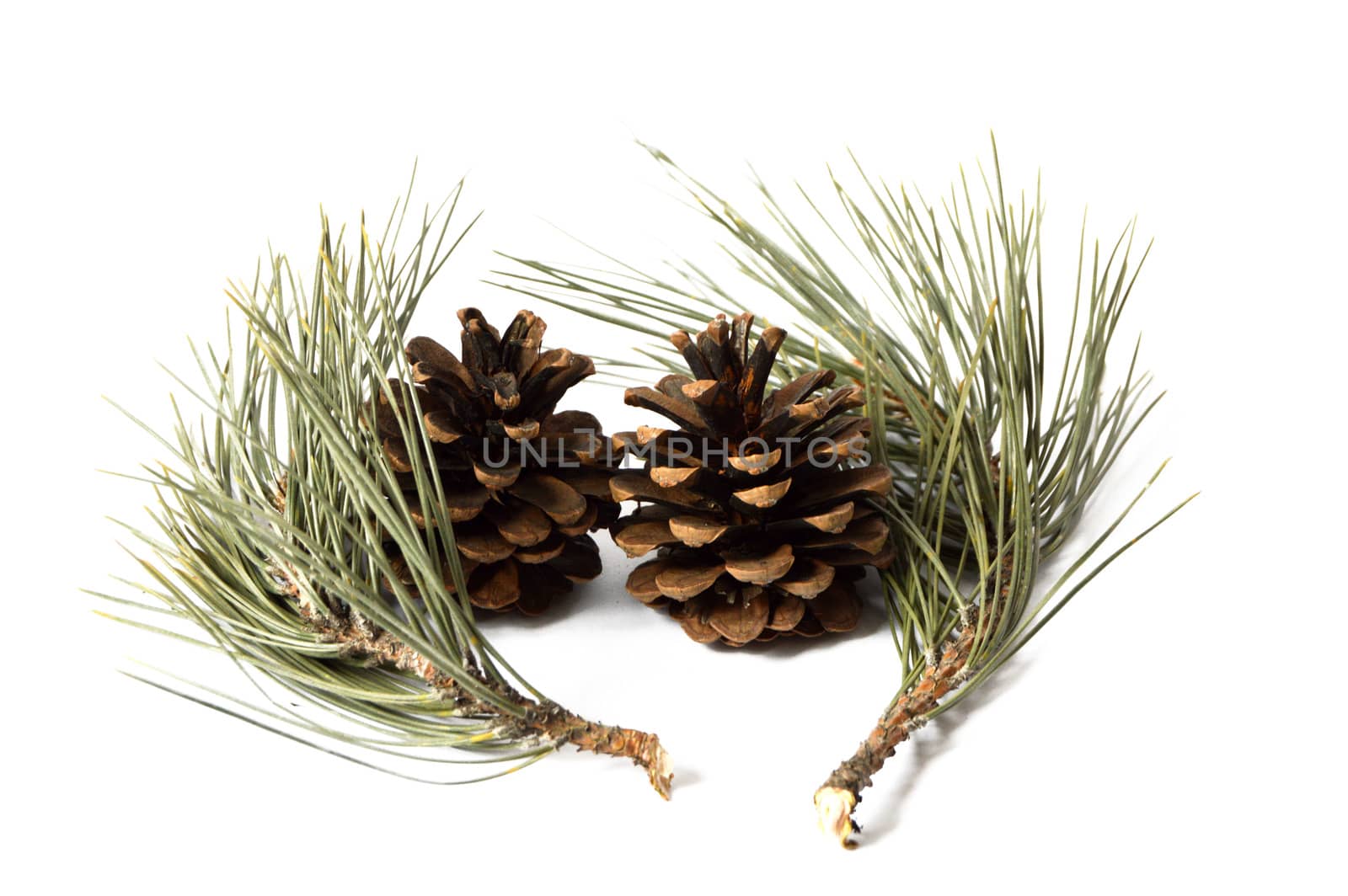 Pictures of pine cones