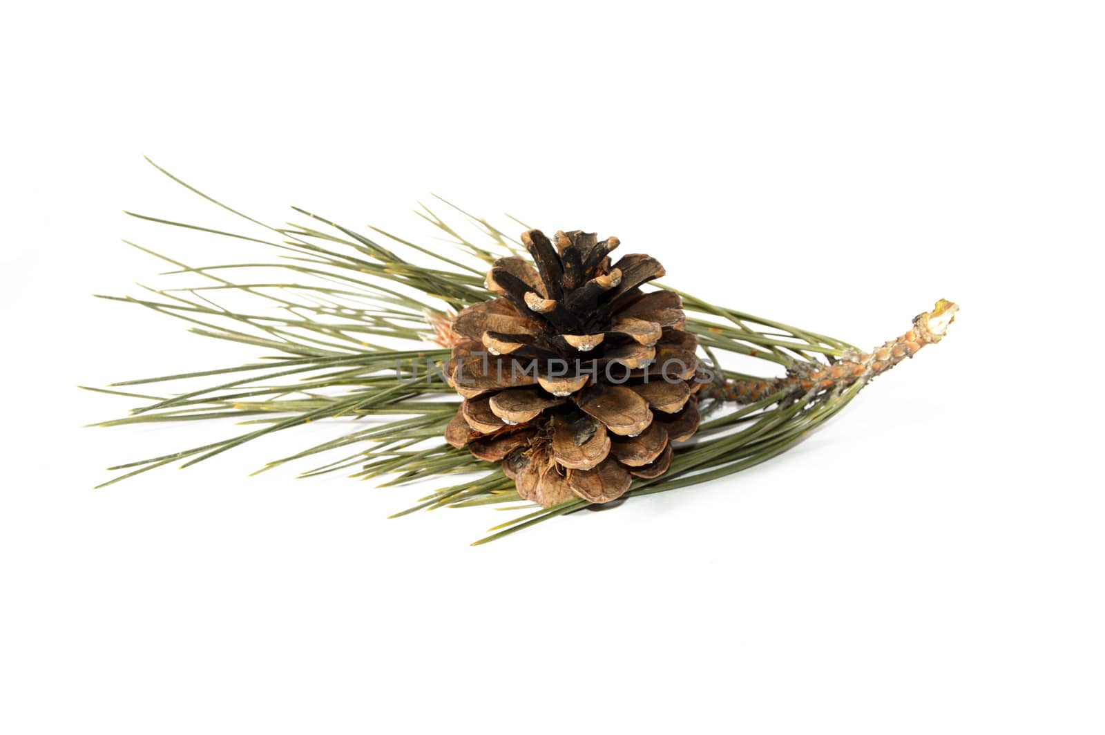 Pictures of pine cones