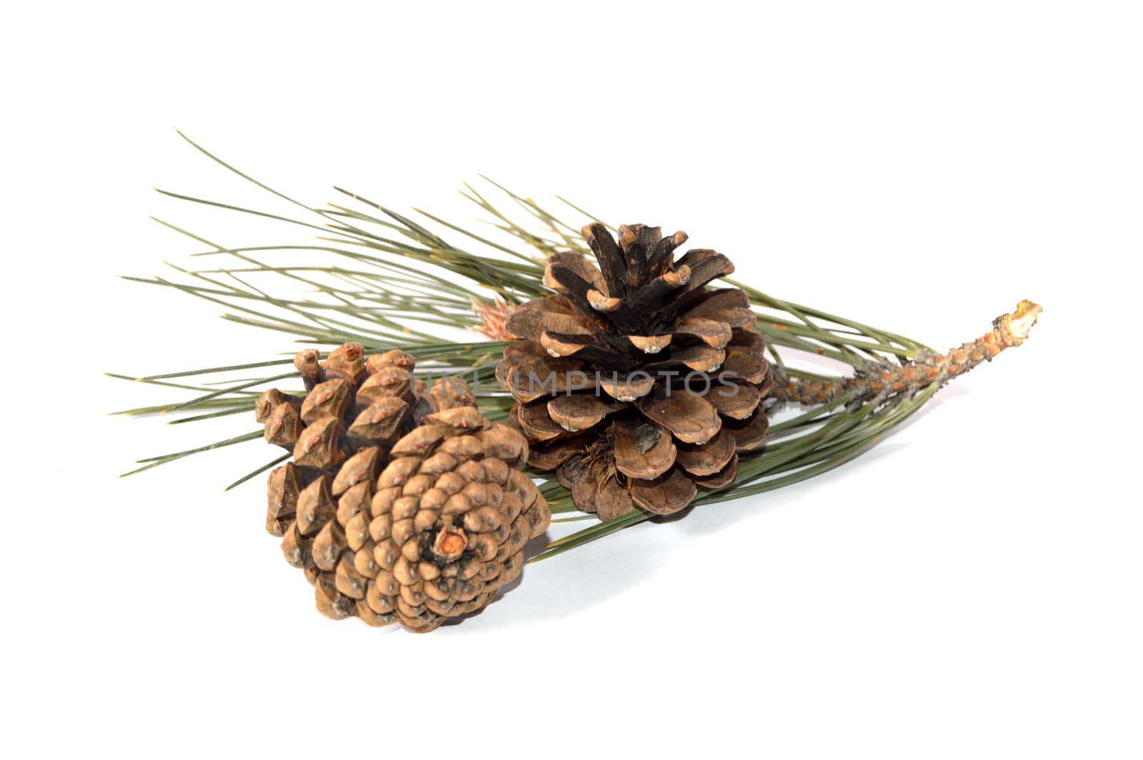 Pictures of pine cones