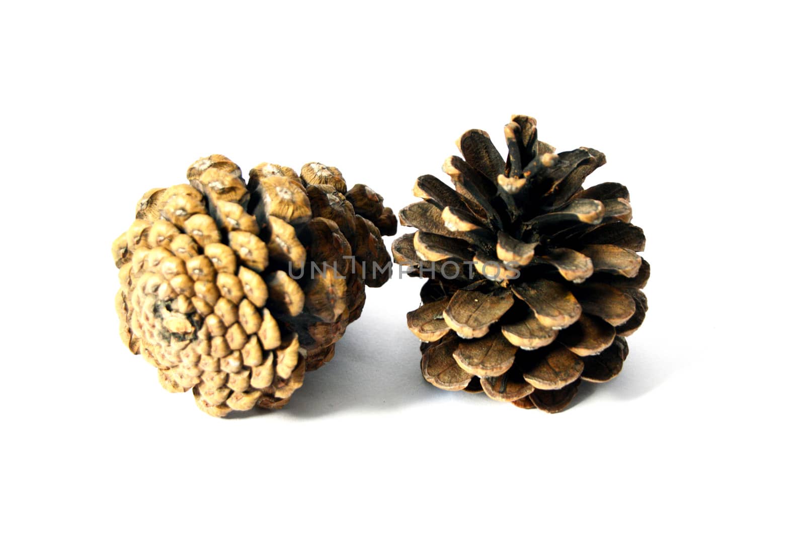 Pictures of pine cones