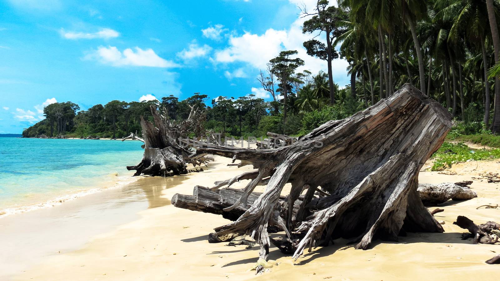 Uprooted trees at Wandoor Beach as a result of 2004 Indian Ocean Tsunami, Port Blair, Andaman and Nicobar Islands, India, Asia.