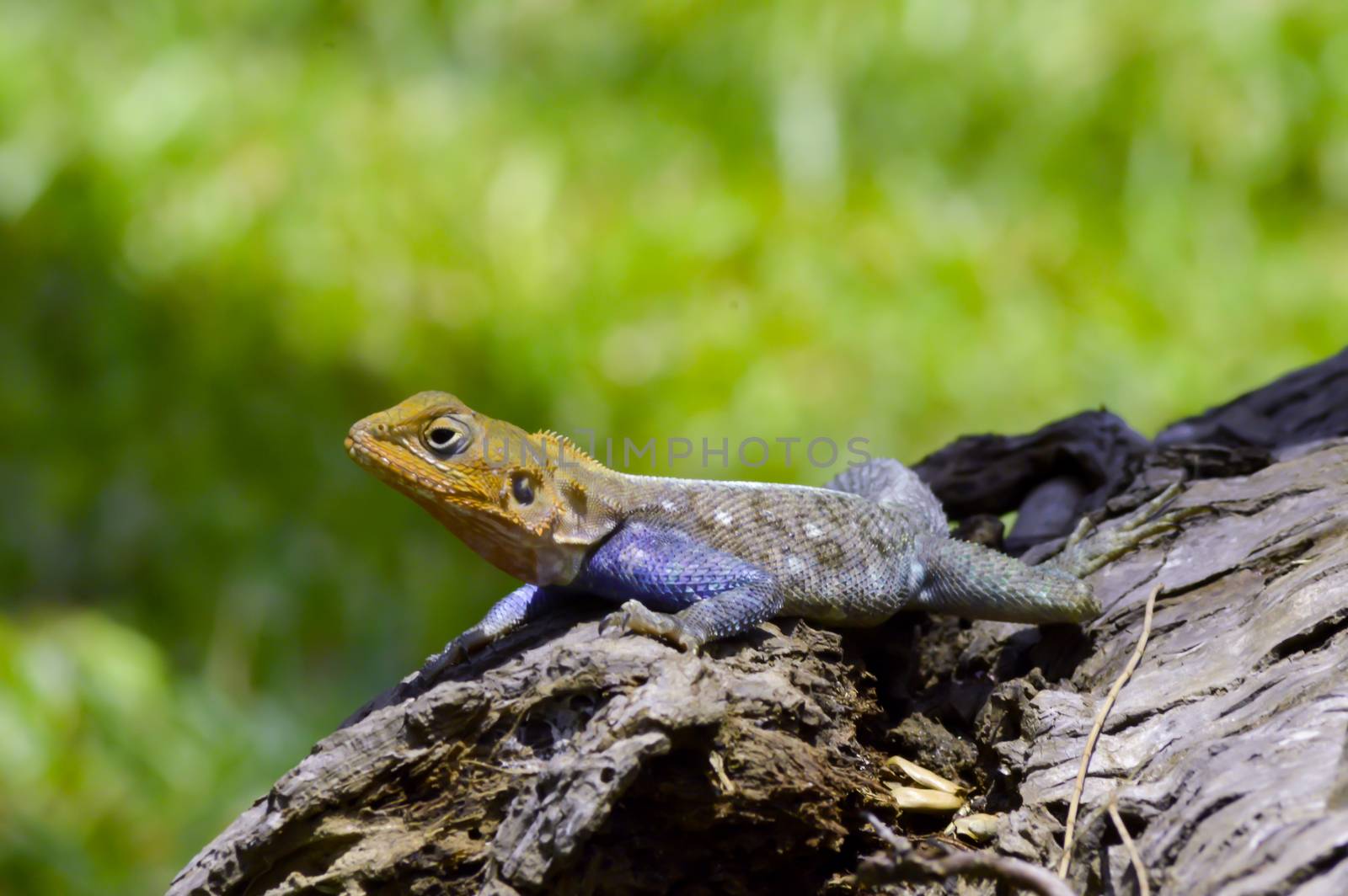 Lizard of all colors on a trunk in a garden of Mombasa in Kenya