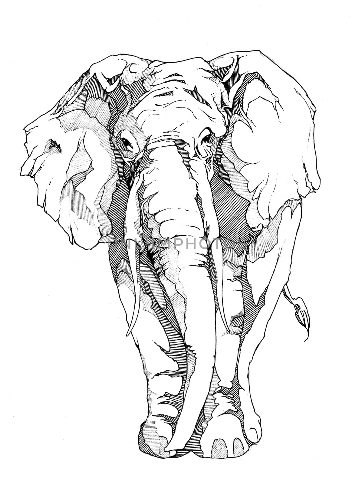 Elephant by JONG23