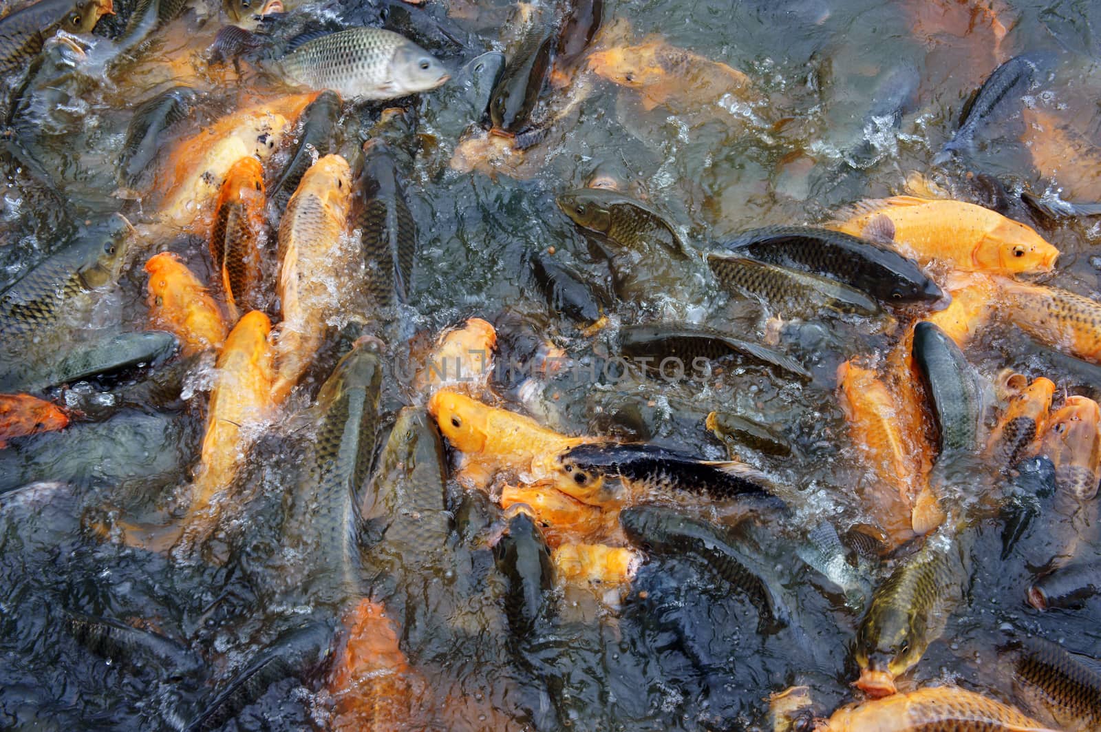 Vietnam fish farming at Mekong Delta, group of carp in fish pond