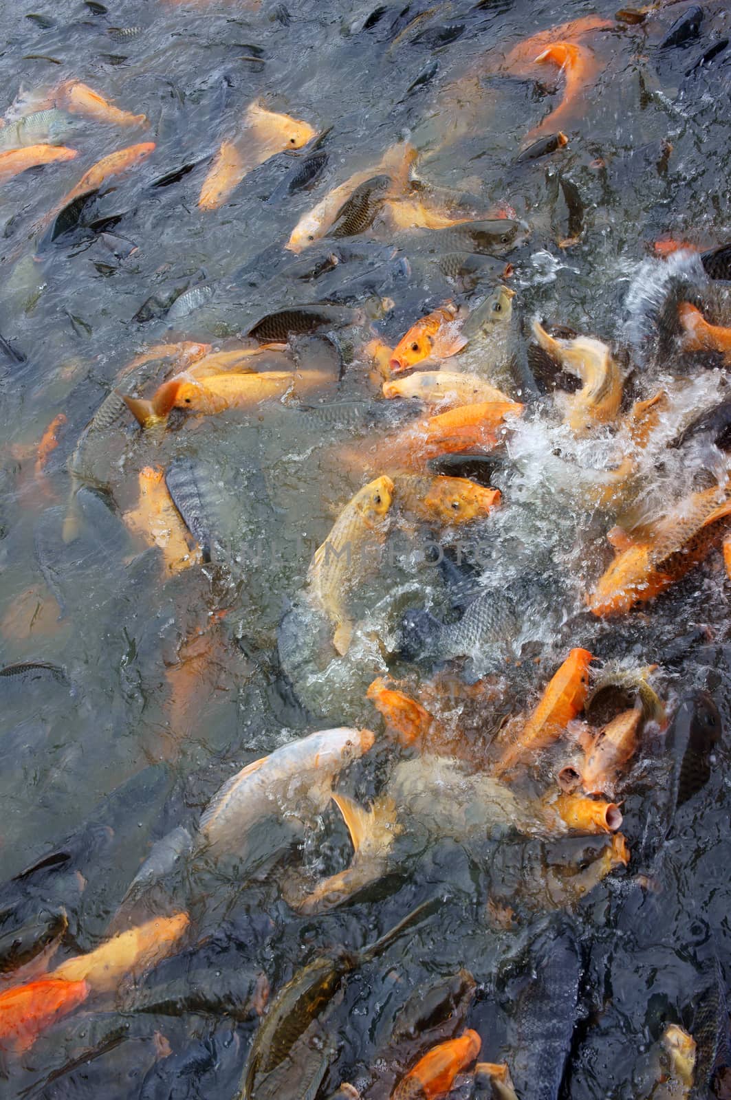 Vietnam fish farming at Mekong Delta, group of carp in fish pond