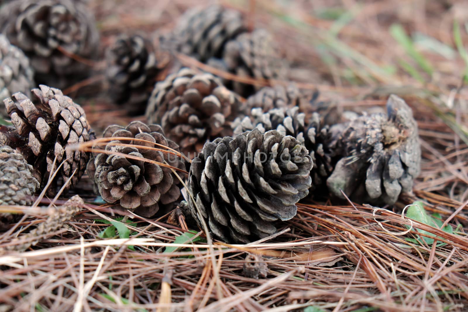 Group of rotten pinecone fall from pine tree in Dalat forest, pine cone is symbol of Christmas season and also is Xmas ornament, ground cover with pine needle