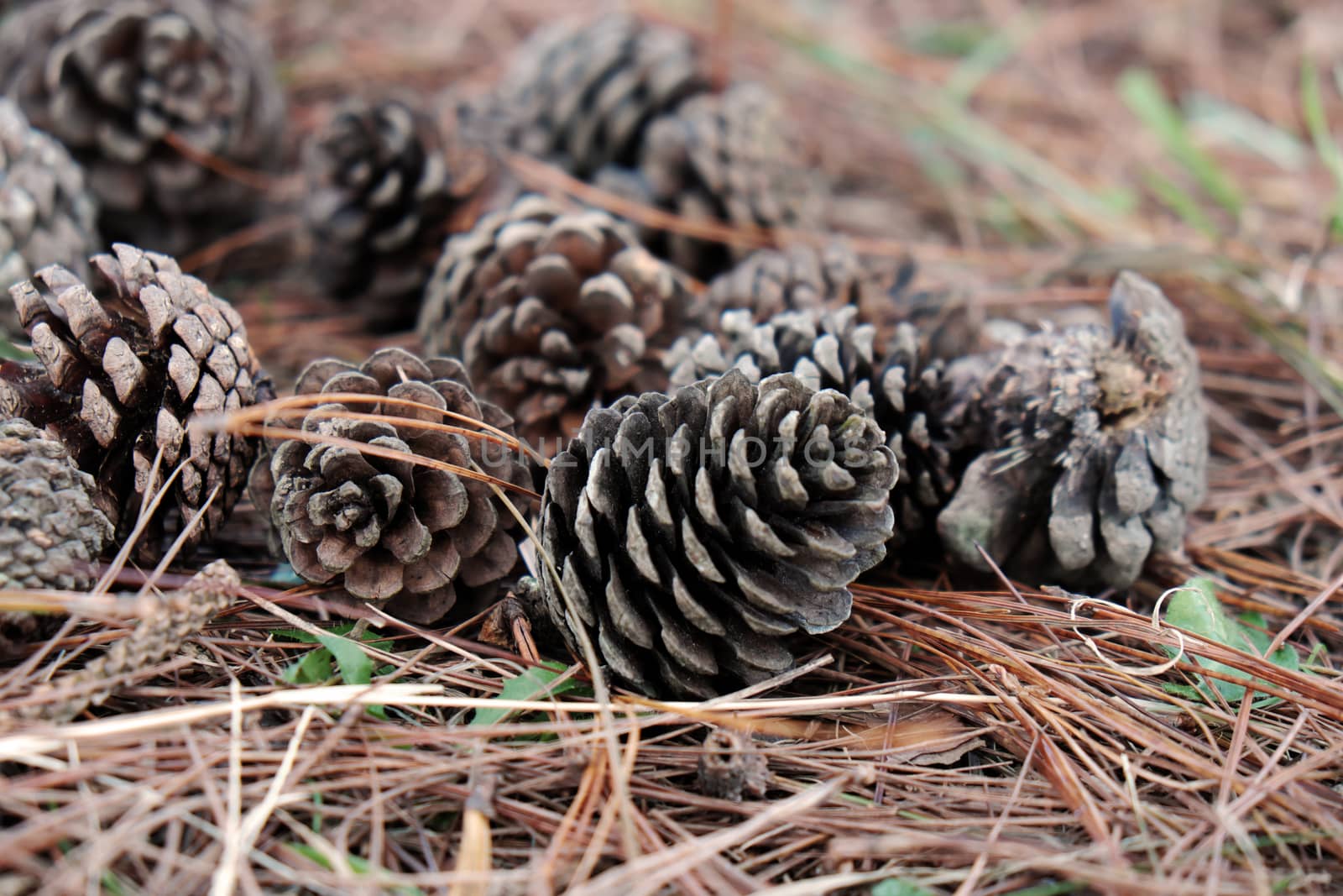 pinecone from pine tree in forest by xuanhuongho