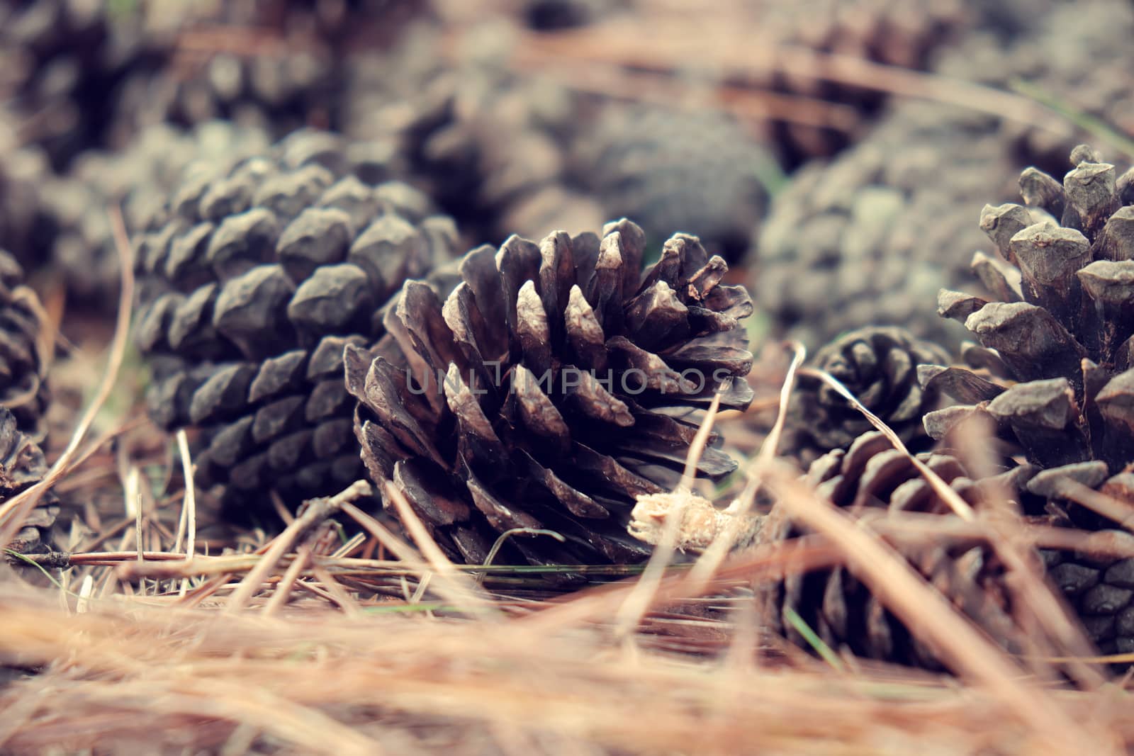 pinecone from pine tree in forest by xuanhuongho