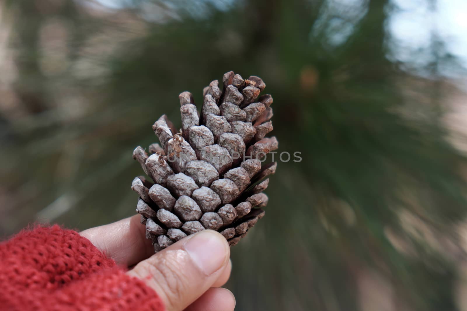  rotten pinecone fall from pine tree in Dalat forest, pine cone is symbol of Christmas season and also is Xmas ornament