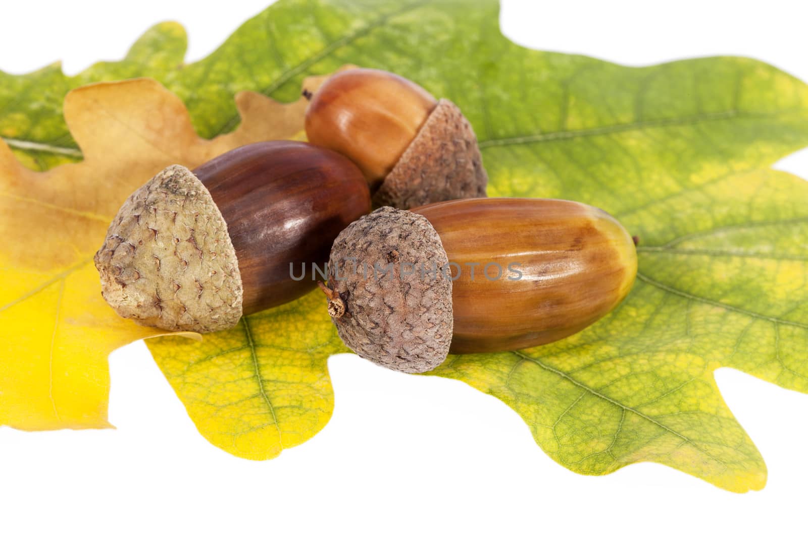  Acorns on oak leaves in autumnal colors on white background, close up