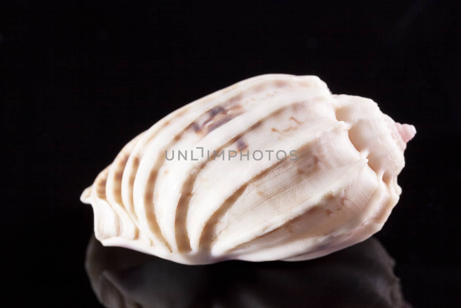 Single sea shell  of marine snail solated on black background by mychadre77