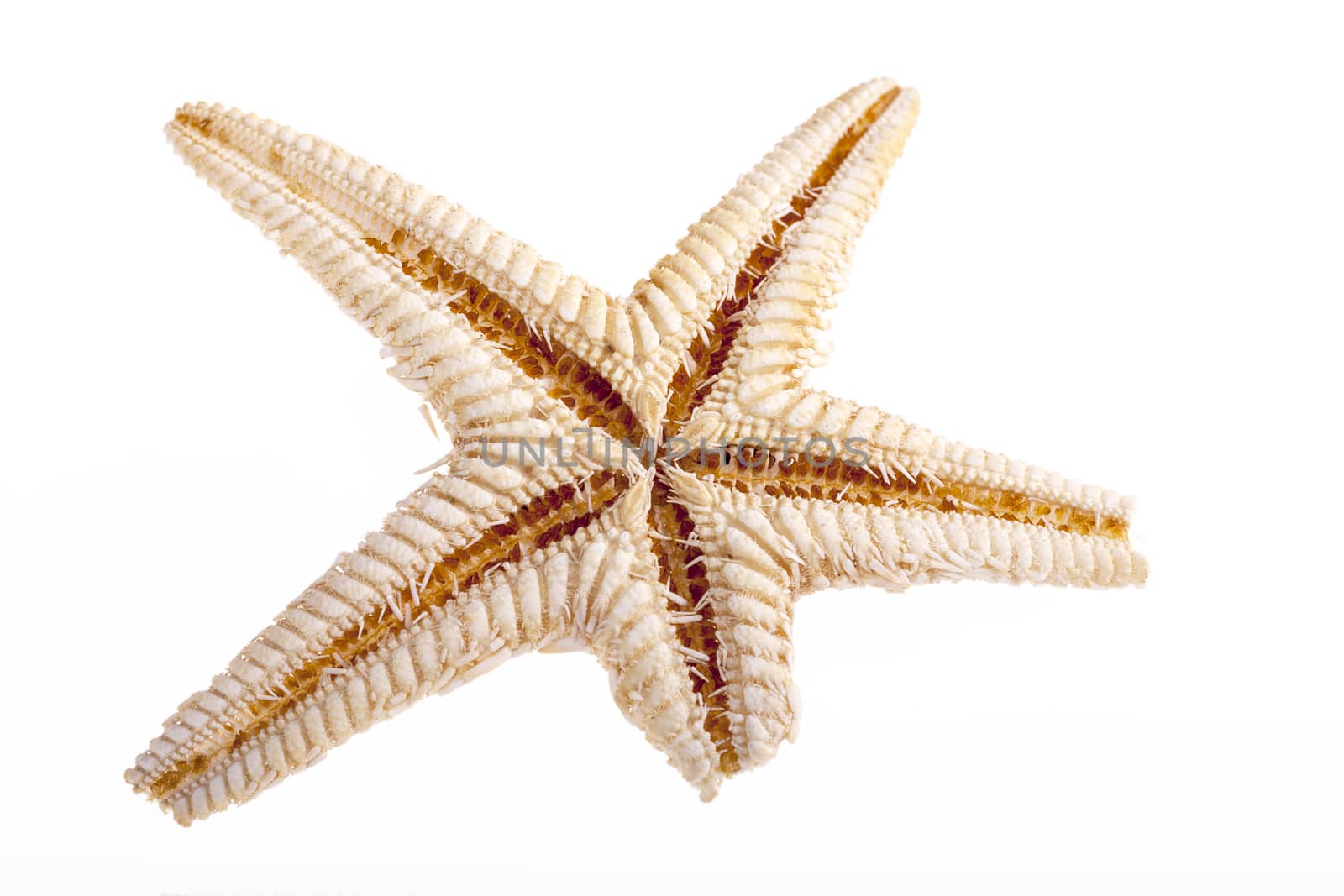 Single sea star isolated on white background  by mychadre77