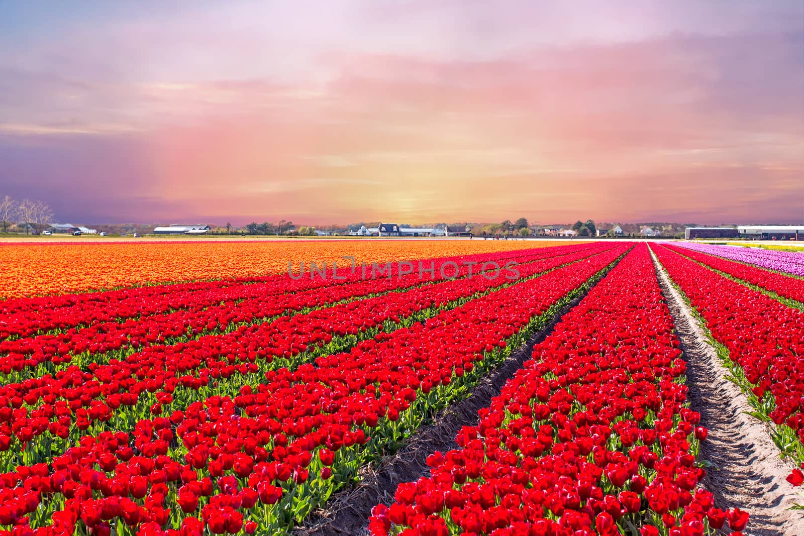 Blossoming tulip fields in a dutch landscape at sunset in the Netherlands