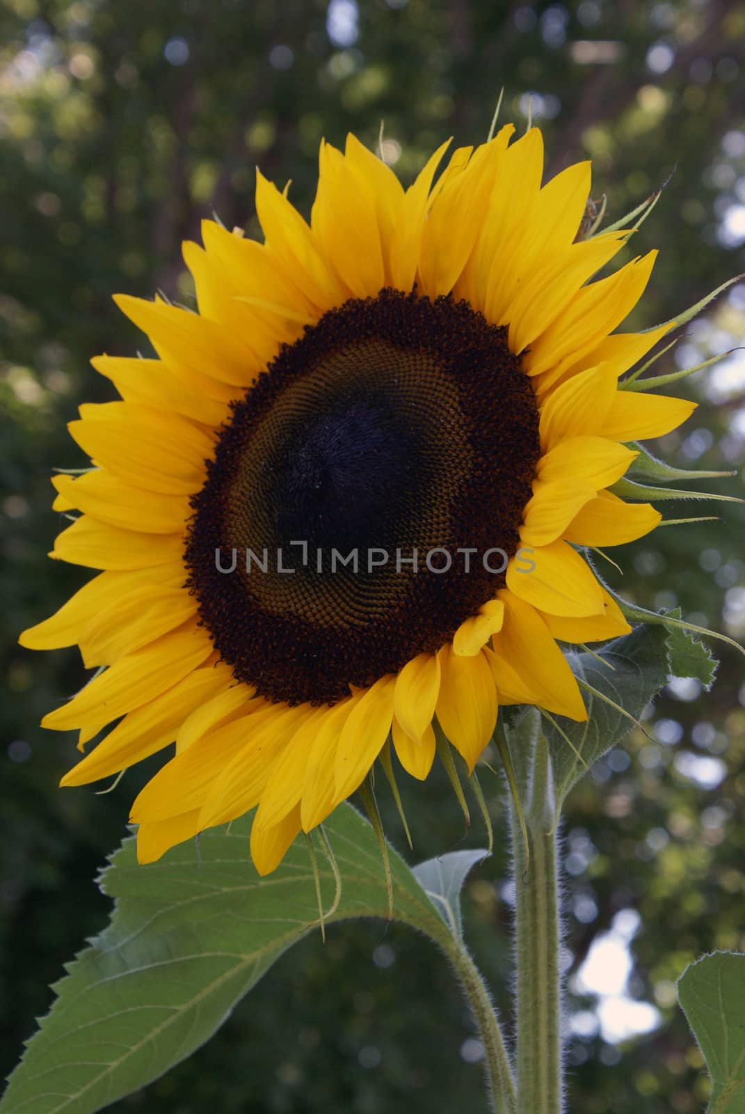 A beautiful Sunflower reaches high into the sky for its daily nourishment of the providing sunshine.