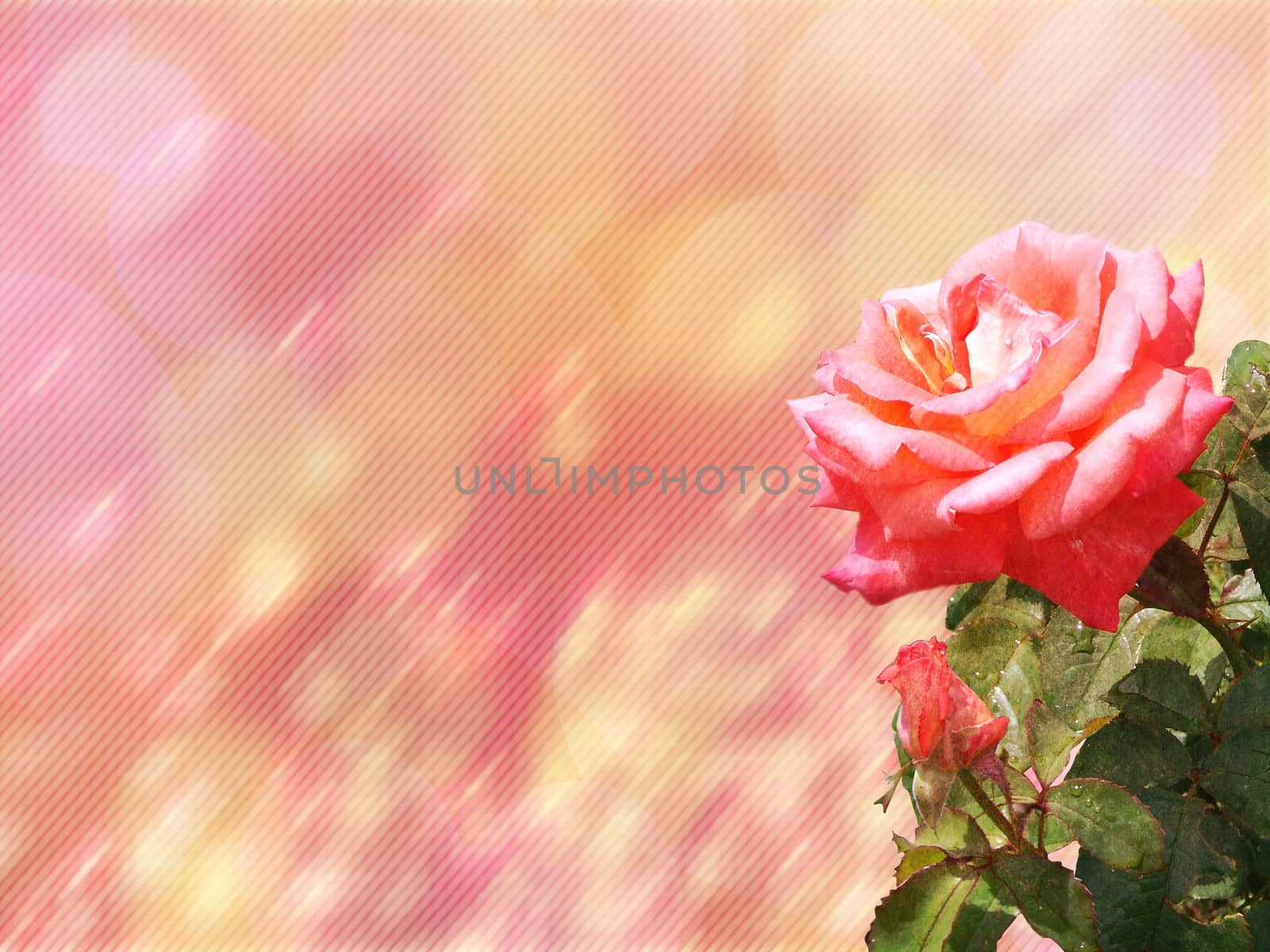 rose flower. background by elena_vz