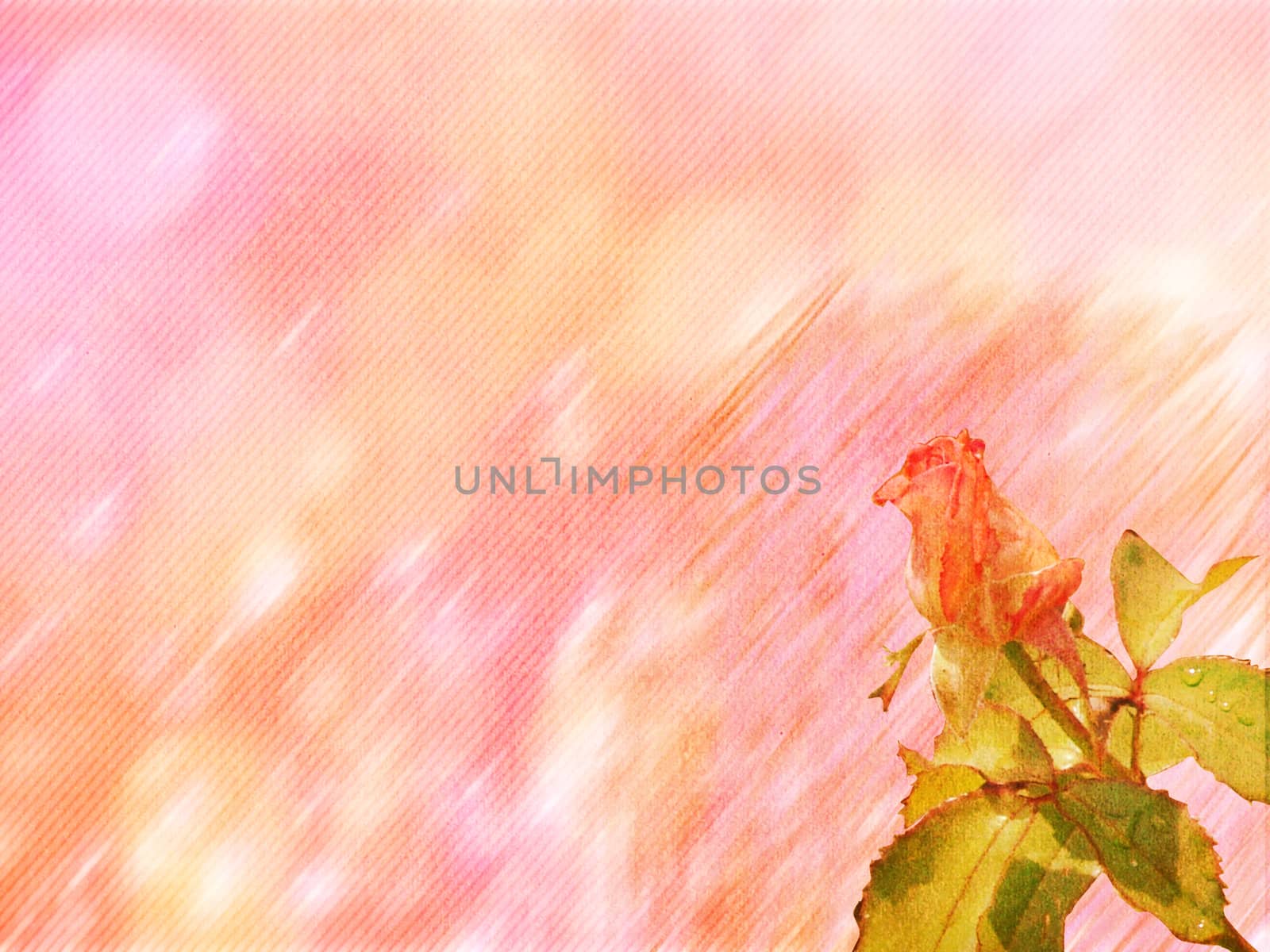 rose flower. background by elena_vz