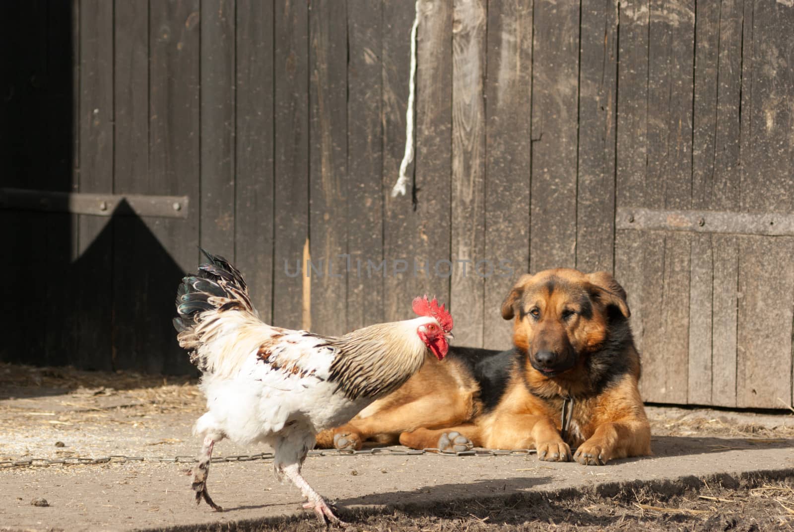 funny dog in sunny day, animals series