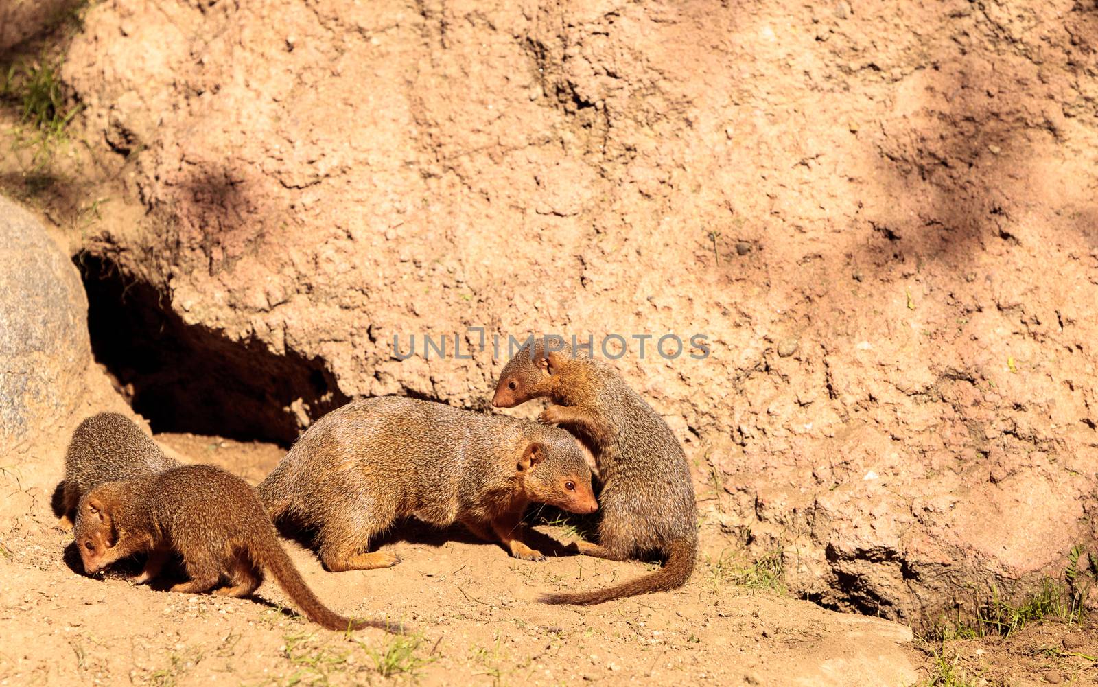 Young rock hyrax known as Procavia capensis play in the sun on the rocks