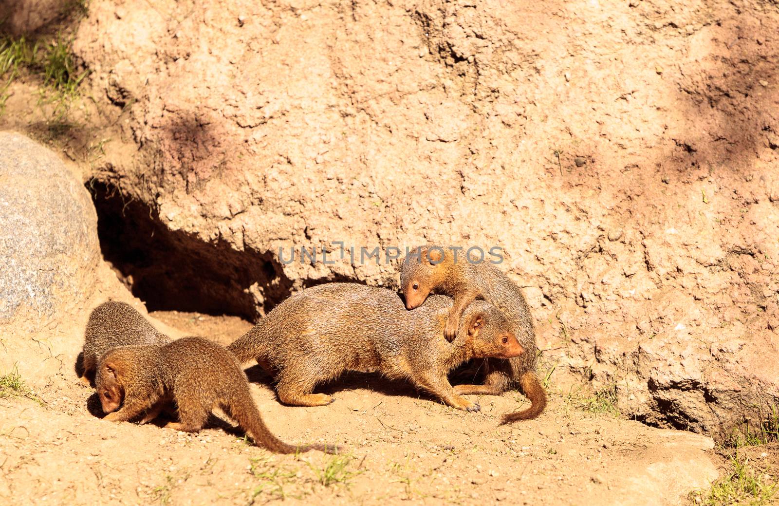 Rock hyrax Procavia capensis by steffstarr