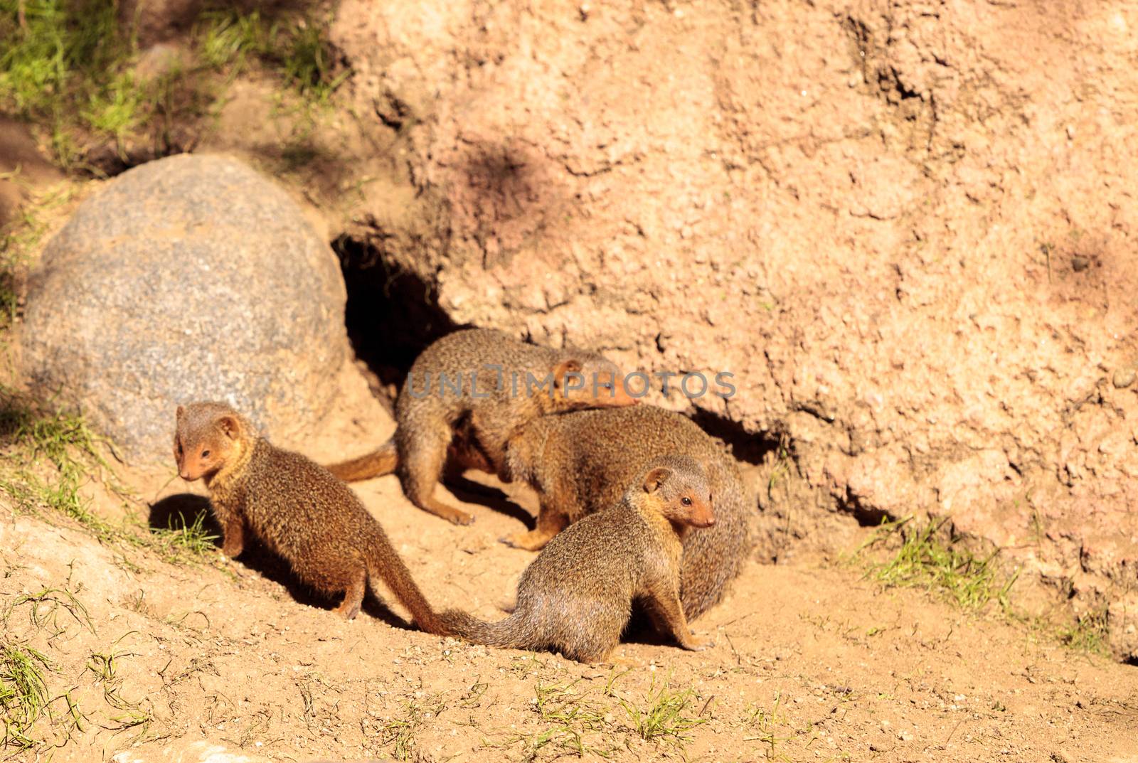 Young rock hyrax known as Procavia capensis play in the sun on the rocks