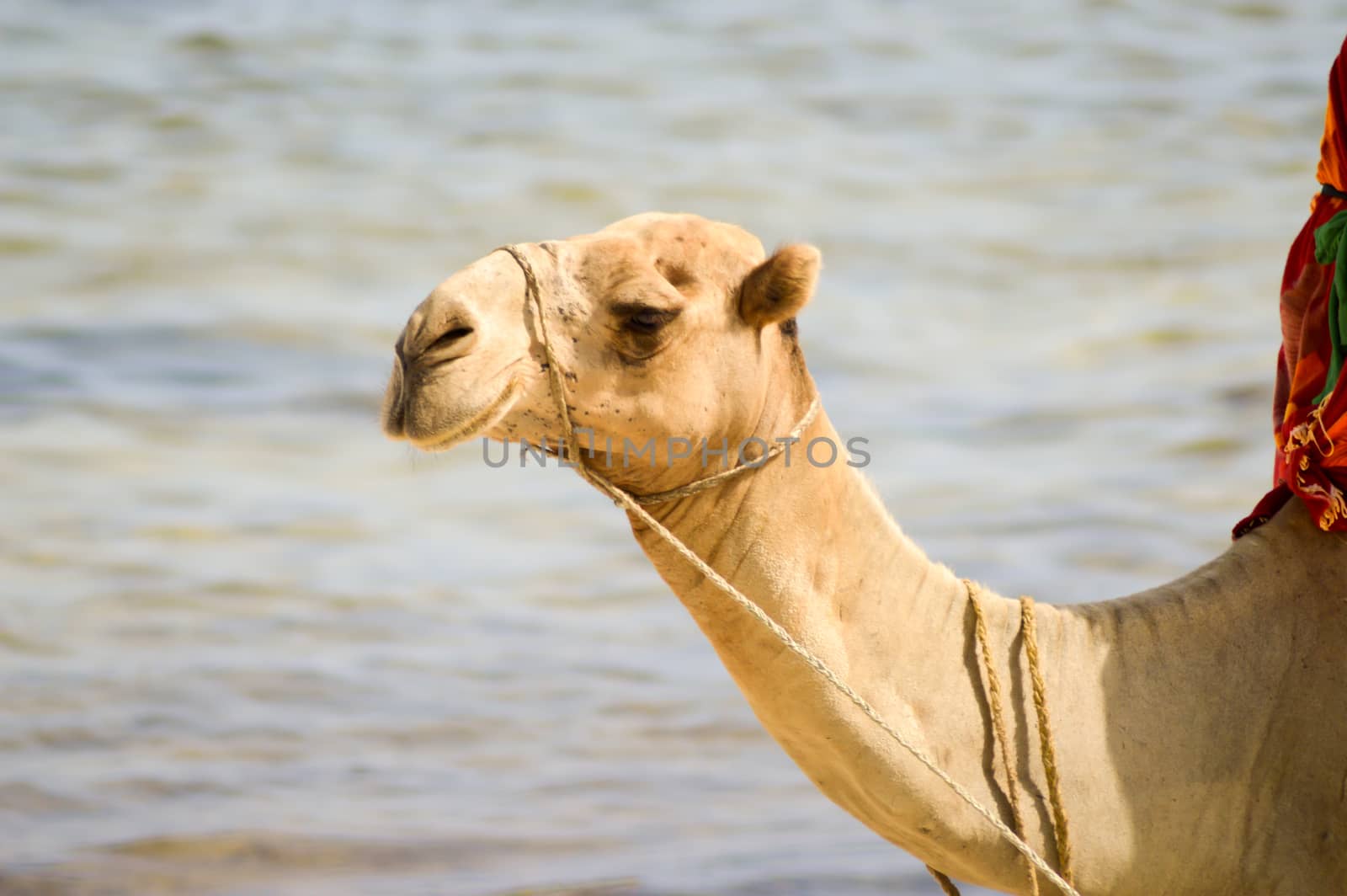 Head of a dromedary with the ocean  by Philou1000