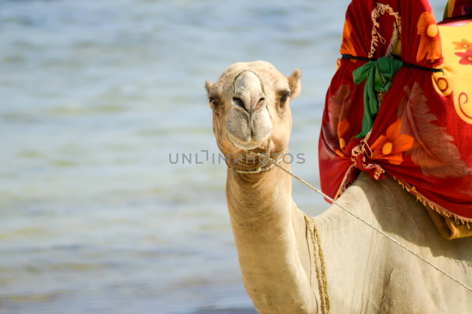 Head of a dromedary with the ocean  by Philou1000