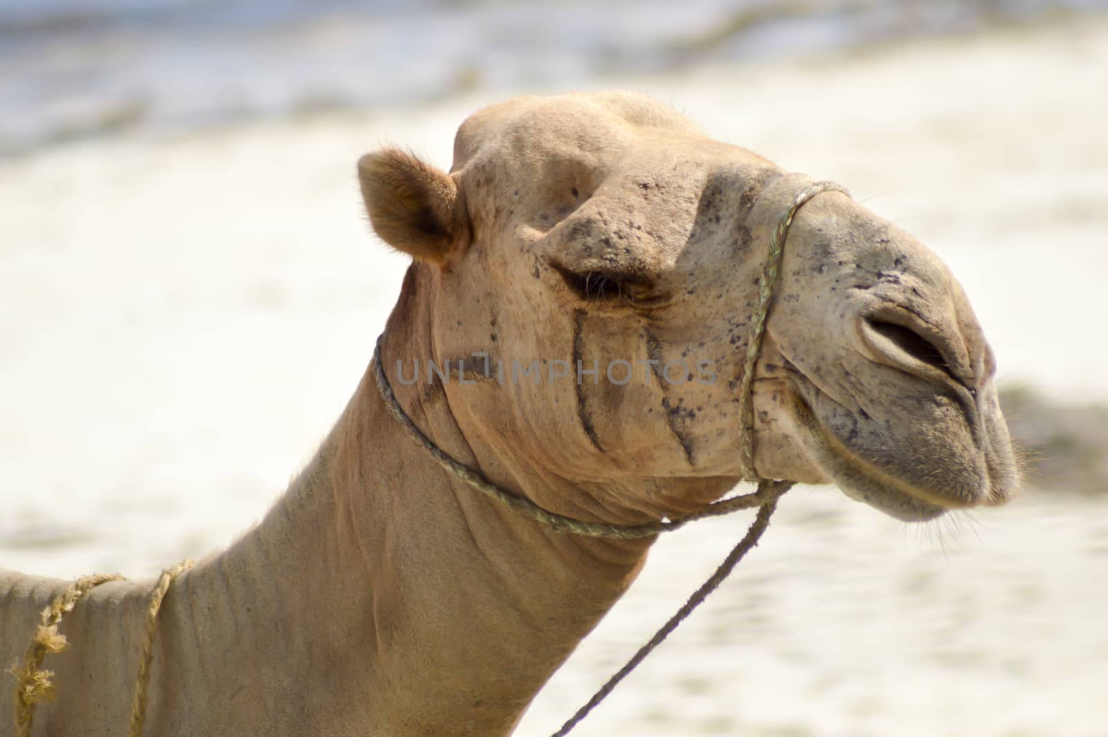 Head of a dromedary with the ocean in background on the beach of Bamburi in Kenya