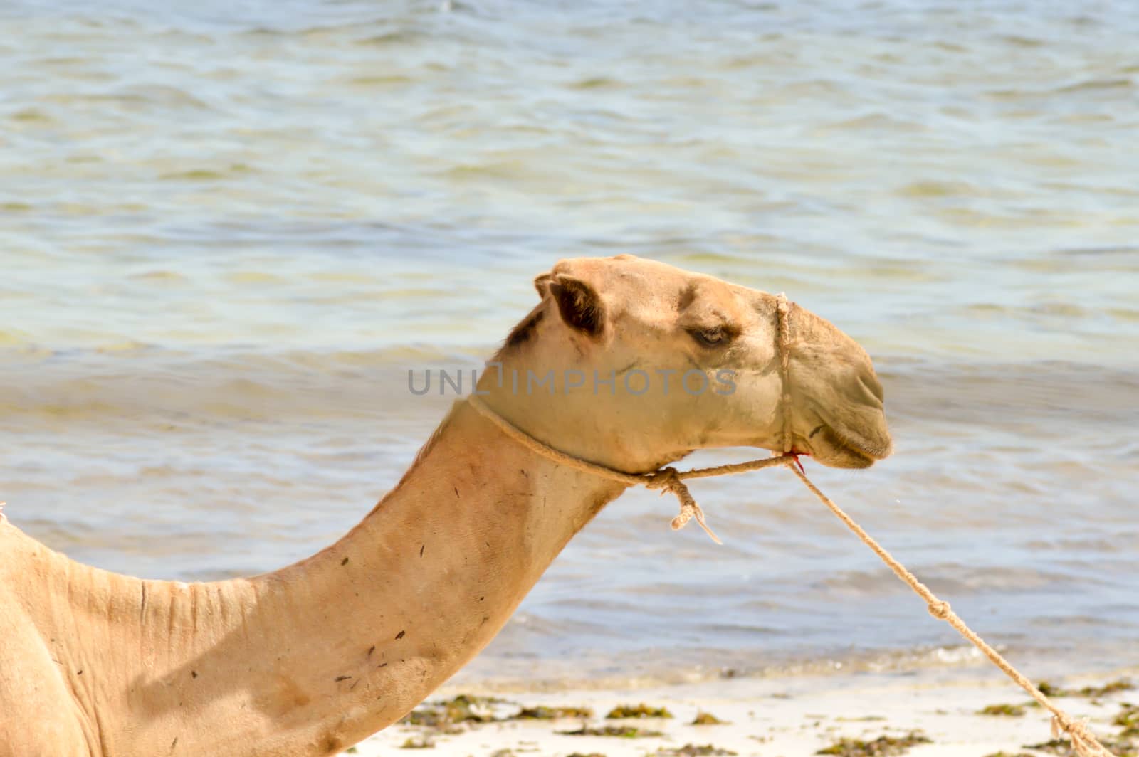 Head of a dromedary with the ocean in background on the beach of by Philou1000