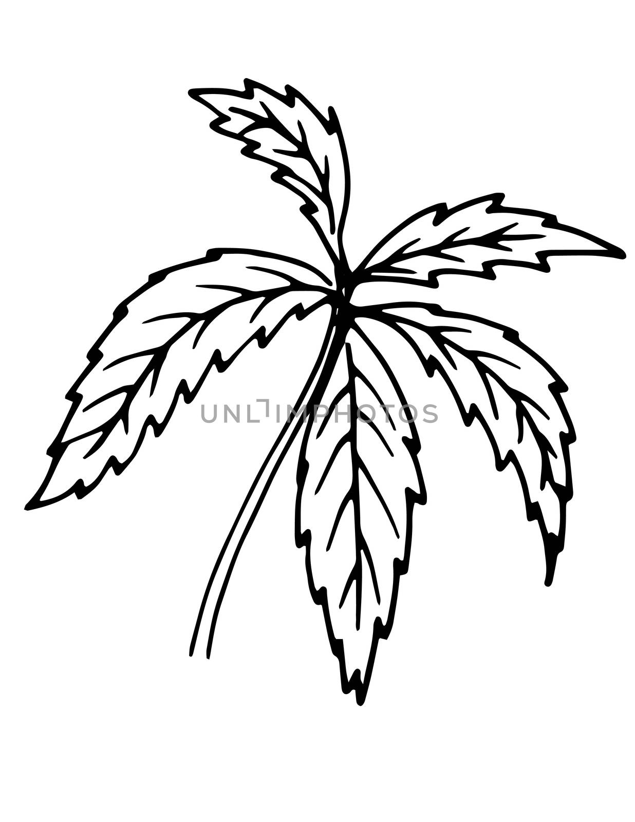 Plant leaves. Hand drawing and computer processing. For design - the nature, the sights, medicinal plants, gardens, landscape design