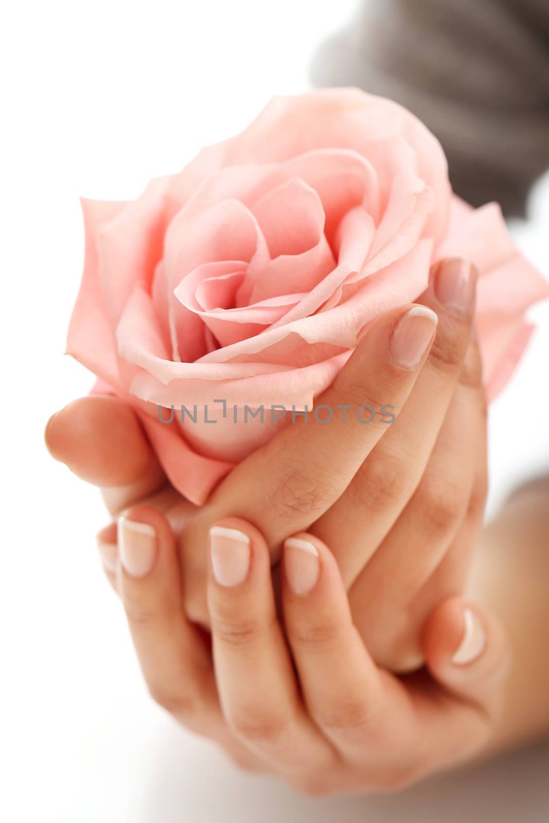 Skin care. Hands with pink rose head