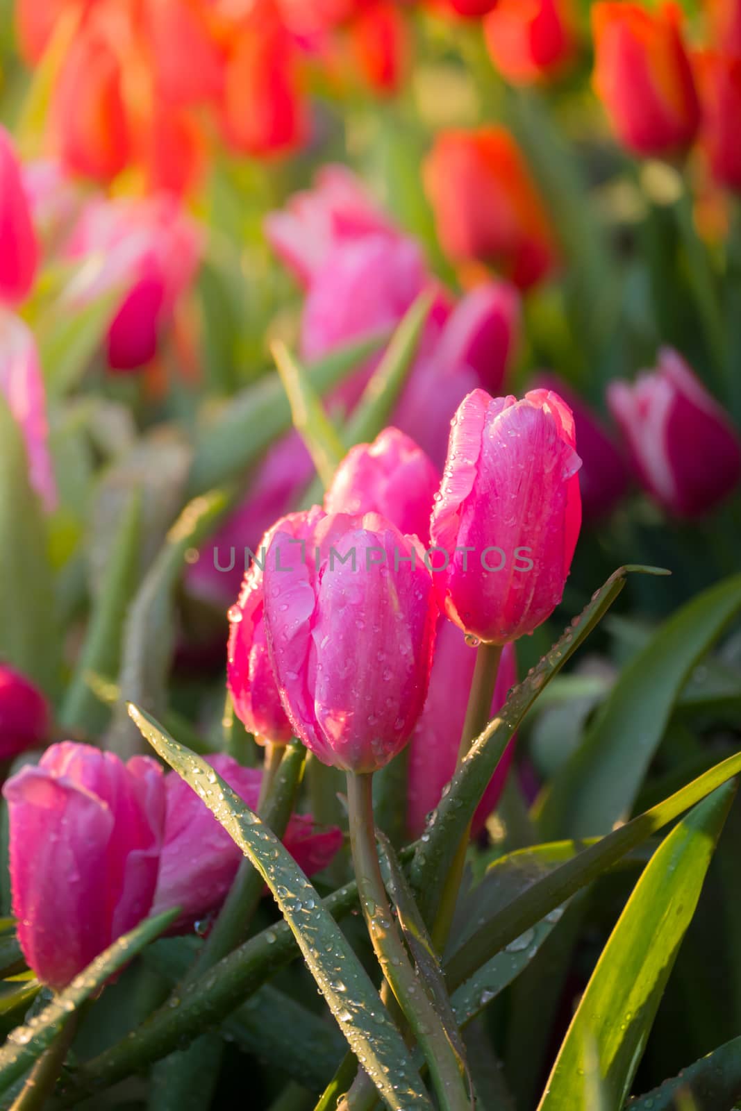 Tulip. Beautiful bouquet of tulips. colorful tulips. by teerawit