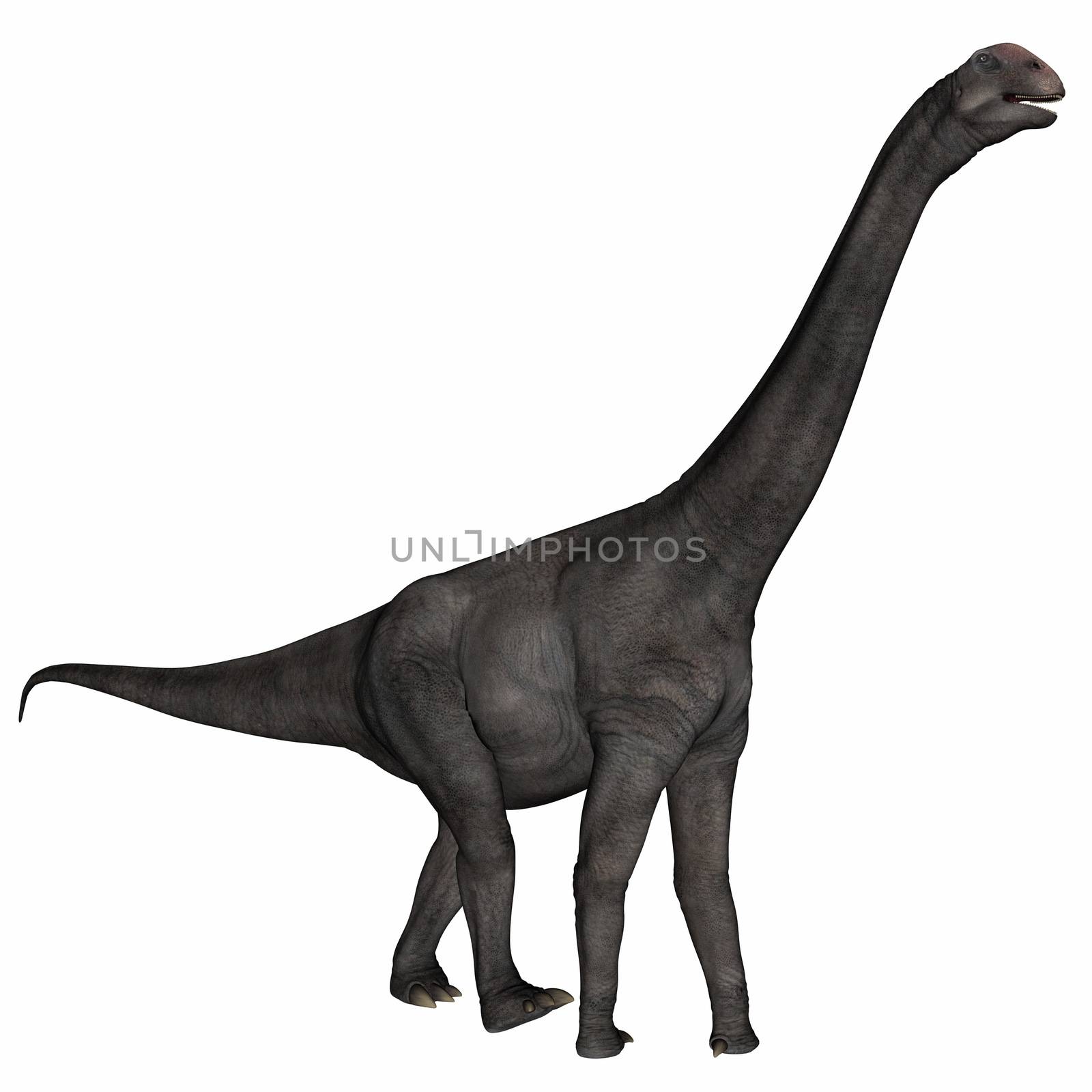 Brontomerus dinosaur walking head up isolated in white background - 3D render