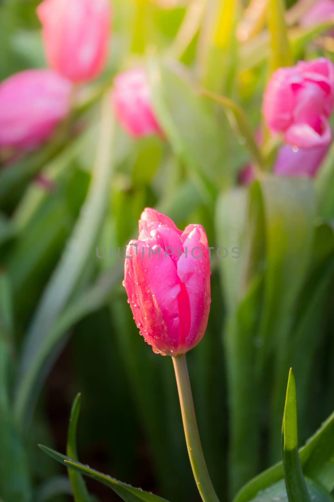 Tulip. Beautiful bouquet of tulips. colorful tulips. by teerawit