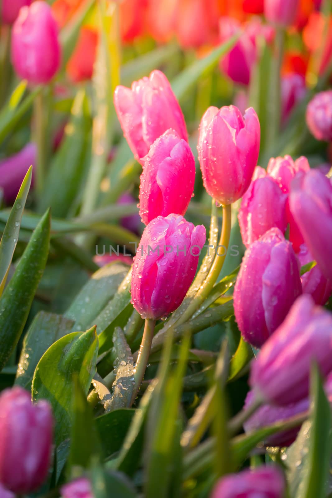 Tulip. Beautiful bouquet of tulips. colorful tulips. by teerawit