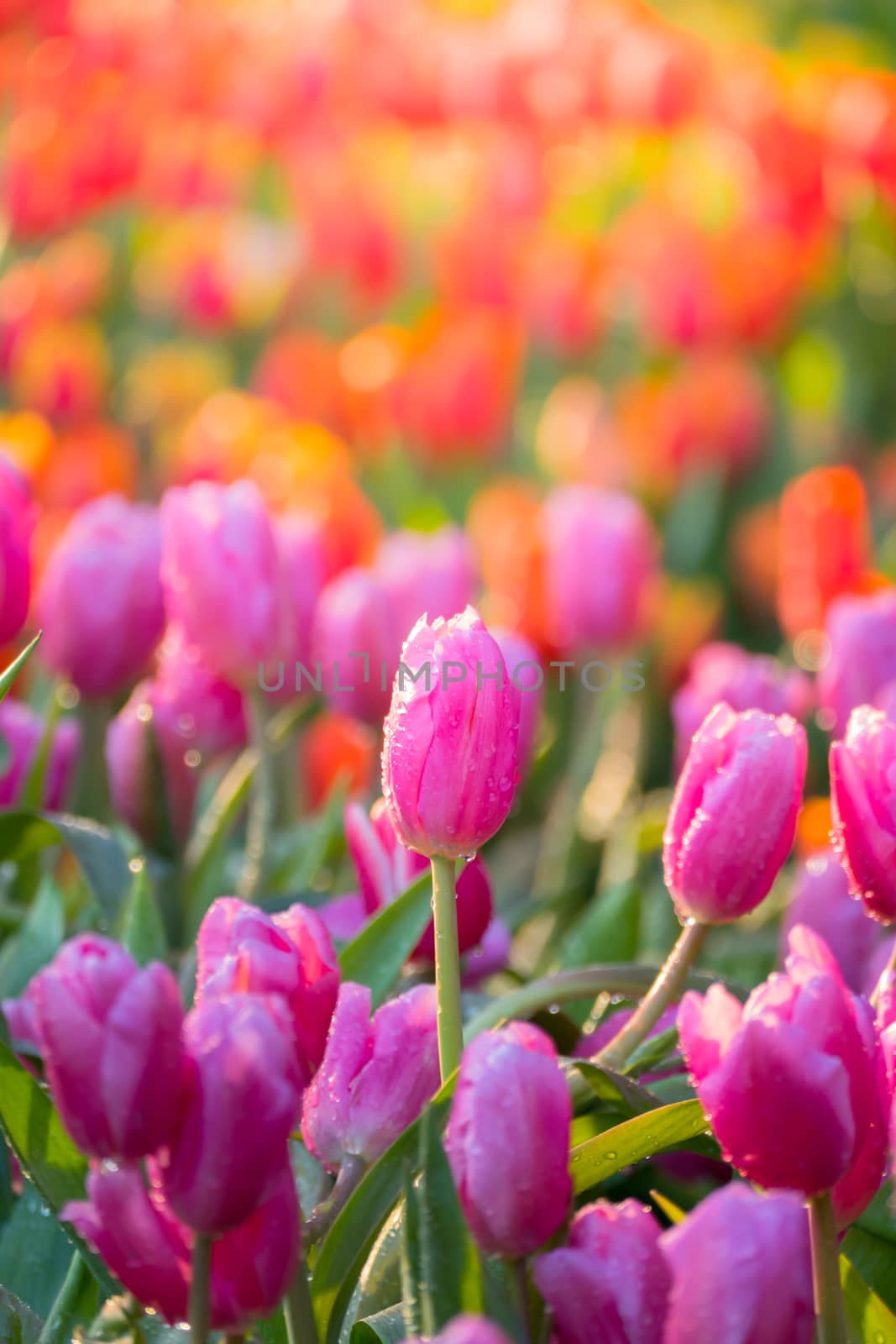 Tulip. Beautiful bouquet of tulips. colorful tulips. by teerawit