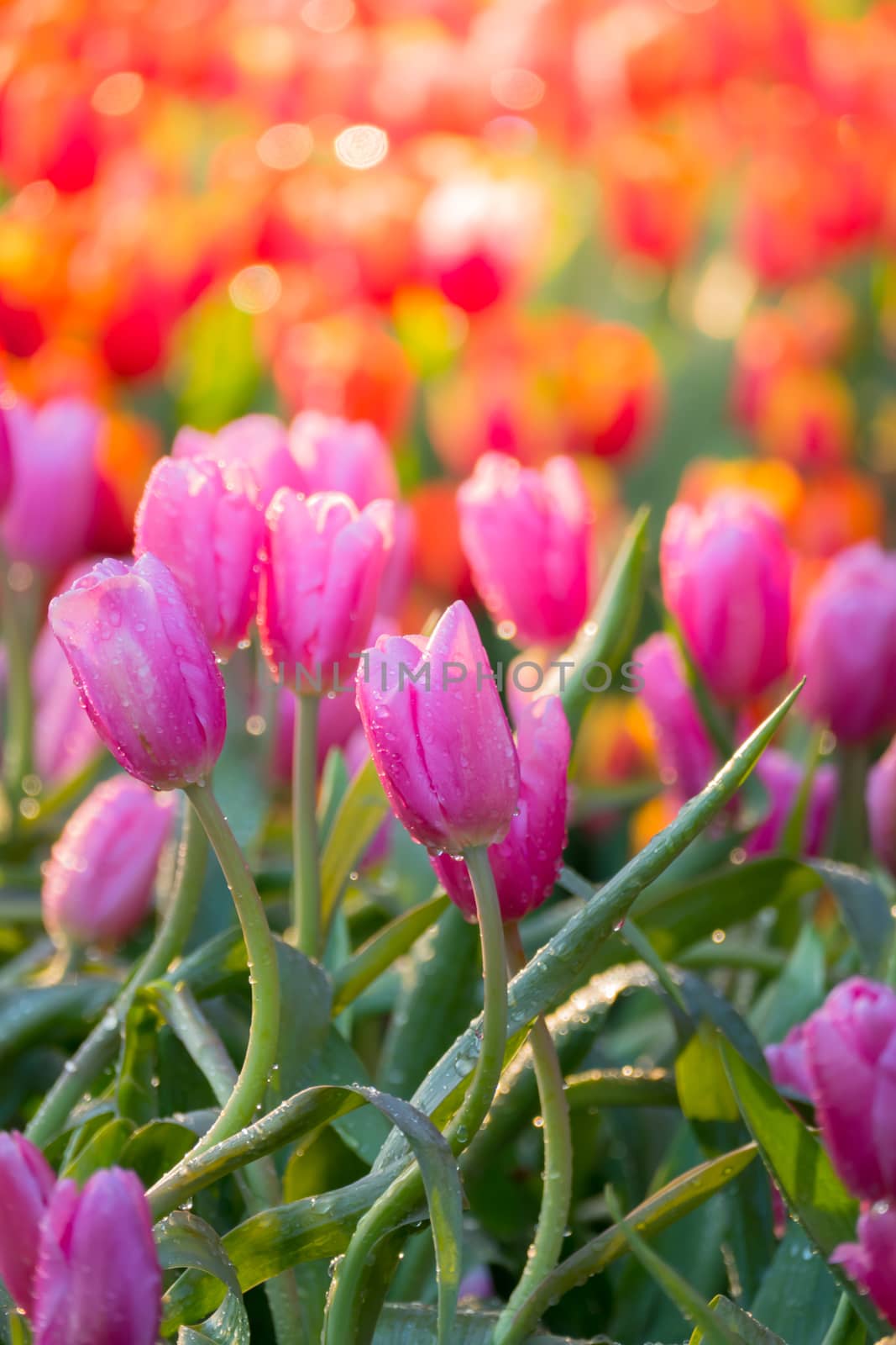 Tulip. Beautiful bouquet of tulips. colorful tulips. by teerawit