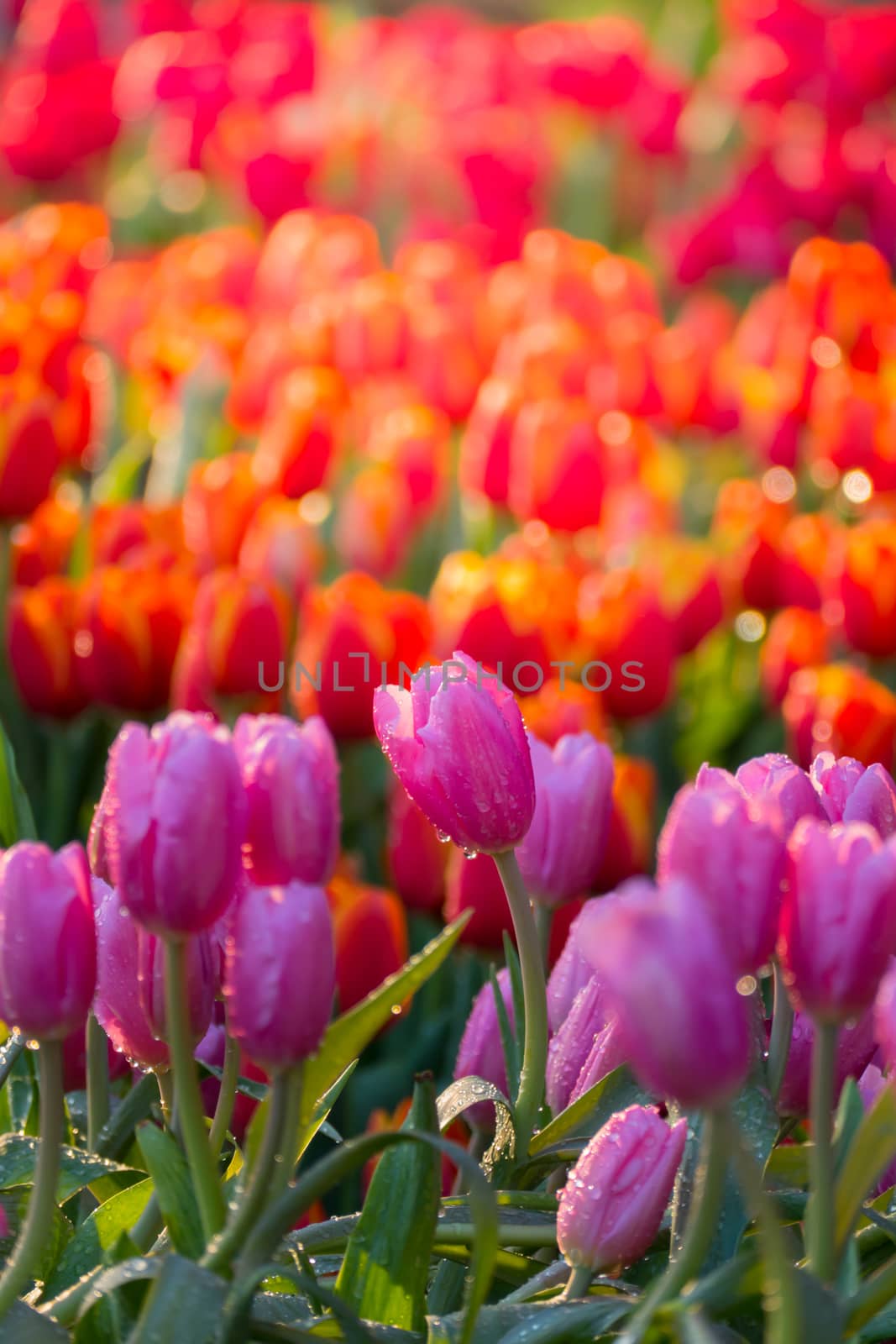 Tulip. Beautiful bouquet of tulips. colorful tulips. by teerawit