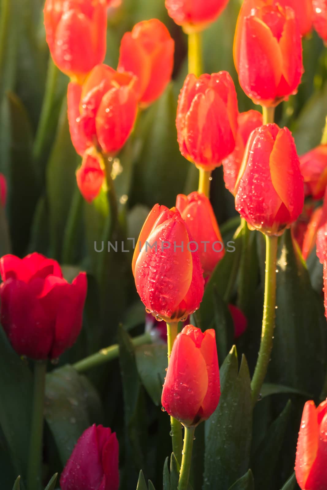 Tulip. Beautiful bouquet of tulips. colorful tulips. tulips in spring,colourful tulip