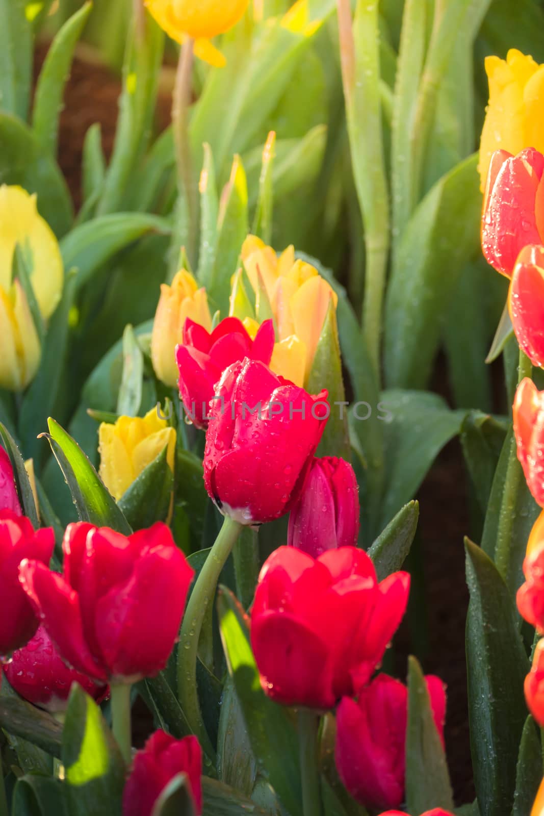 Tulip. Beautiful bouquet of tulips. colorful tulips. by teerawit