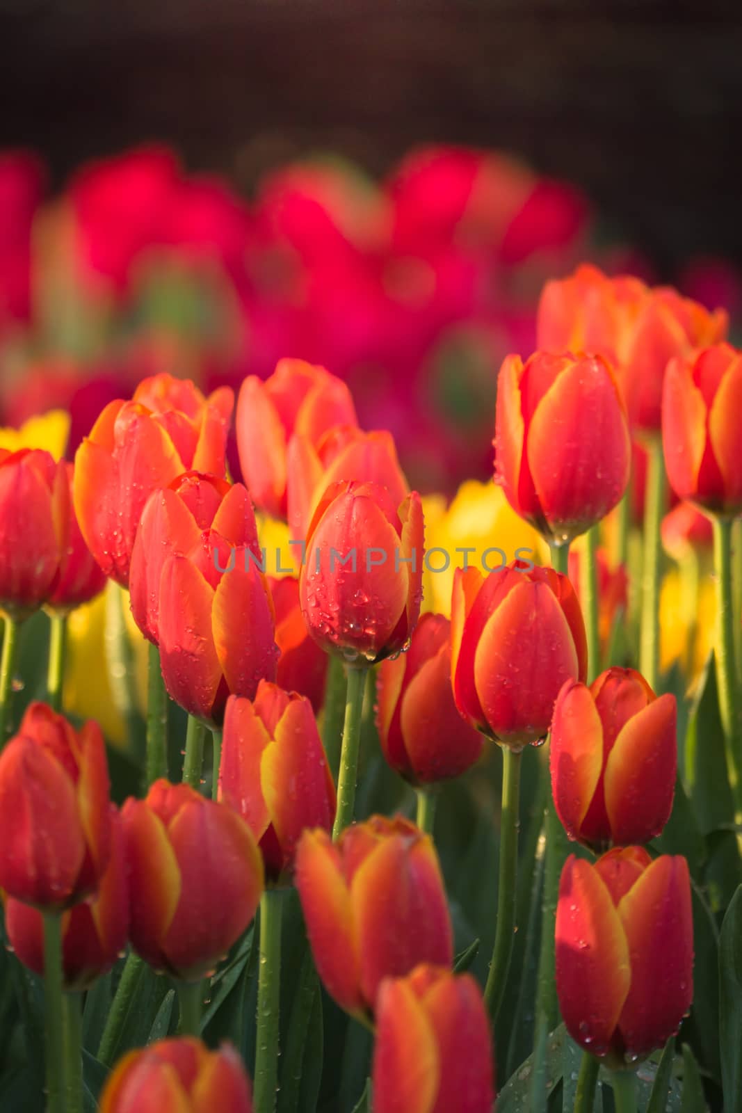 Tulip. Beautiful bouquet of tulips. colorful tulips. by teerawit