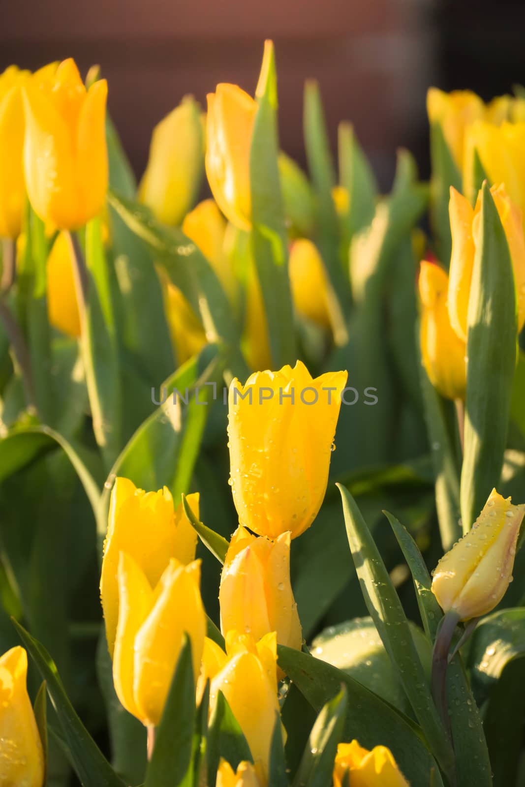 Tulip. Beautiful bouquet of tulips. colorful tulips. by teerawit