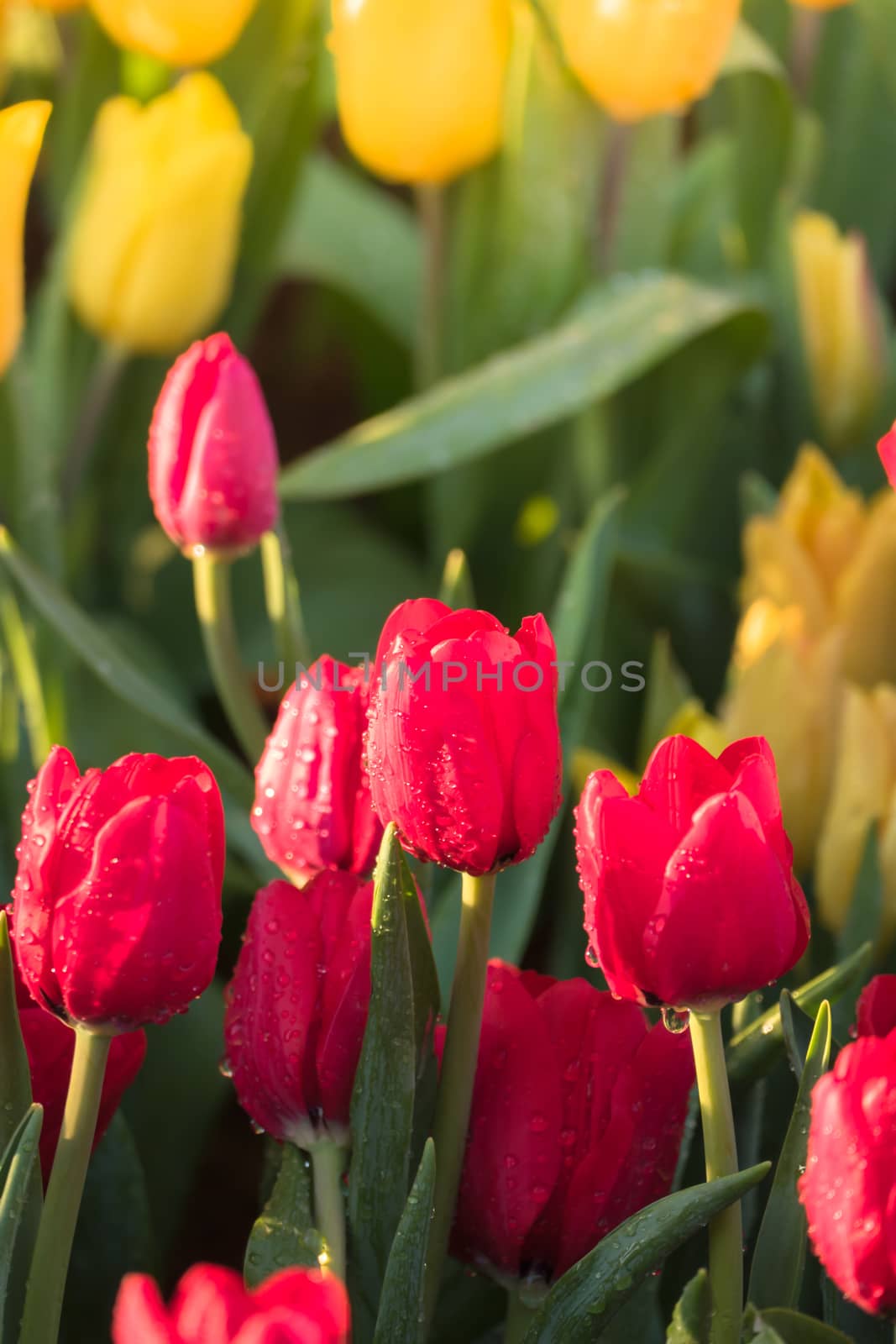 Tulip. Beautiful bouquet of tulips. colorful tulips. by teerawit