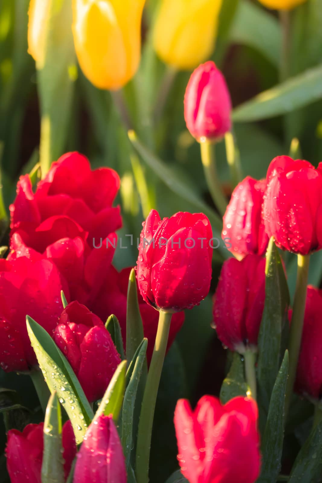 Tulip. Beautiful bouquet of tulips. colorful tulips. tulips in spring,colourful tulip